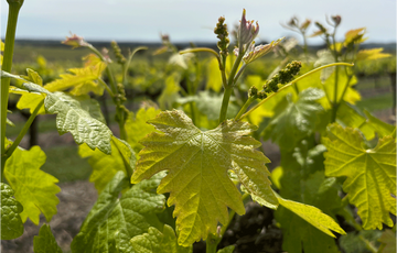 Banging the drum for Riesling